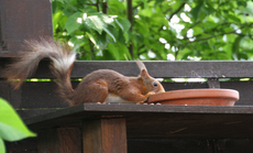 Eichhörnchen-weisser-Streifen_4040.jpg